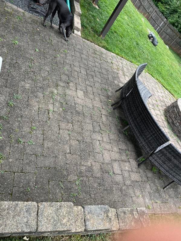 Black dog exploring a stone patio with a grassy yard in the background.