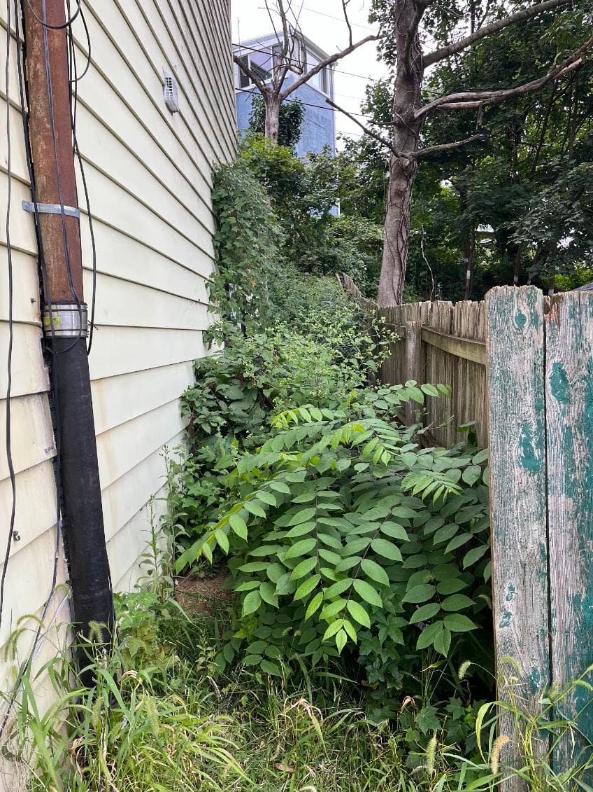 Transforming Overgrowth into Refreshing Greenery