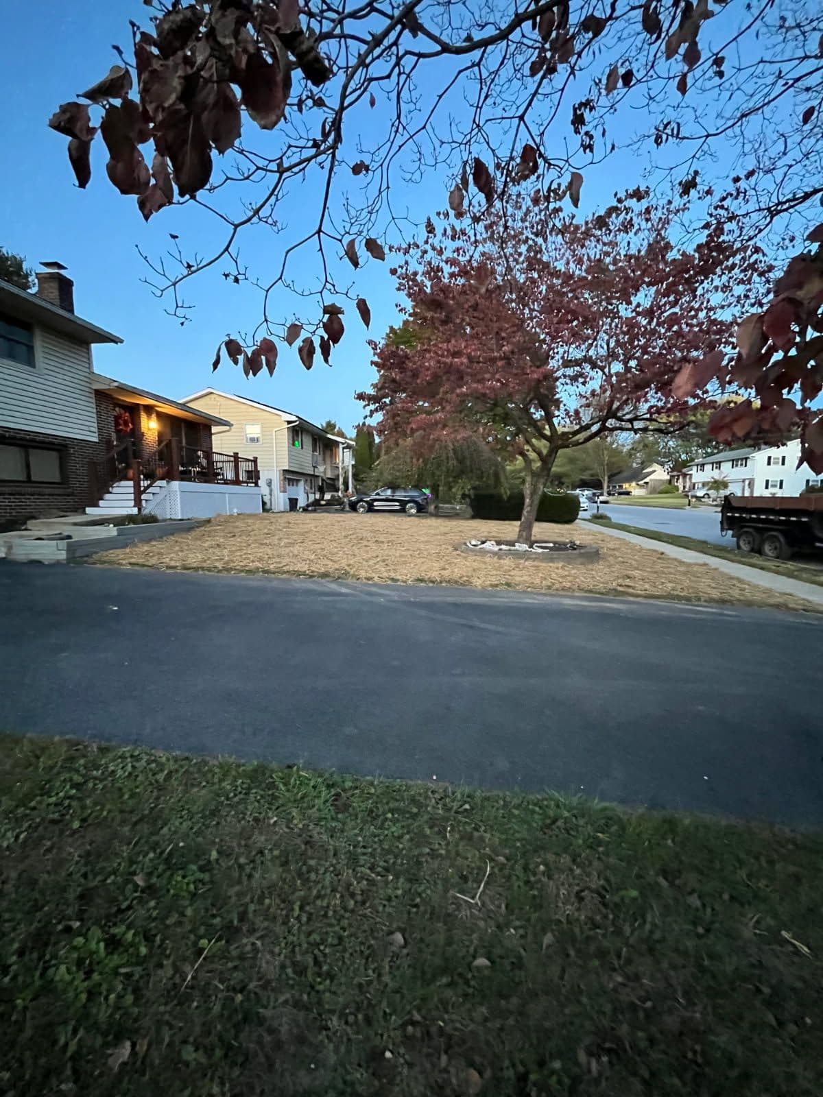 Restored Yard with New Lawn and Charming Tree image