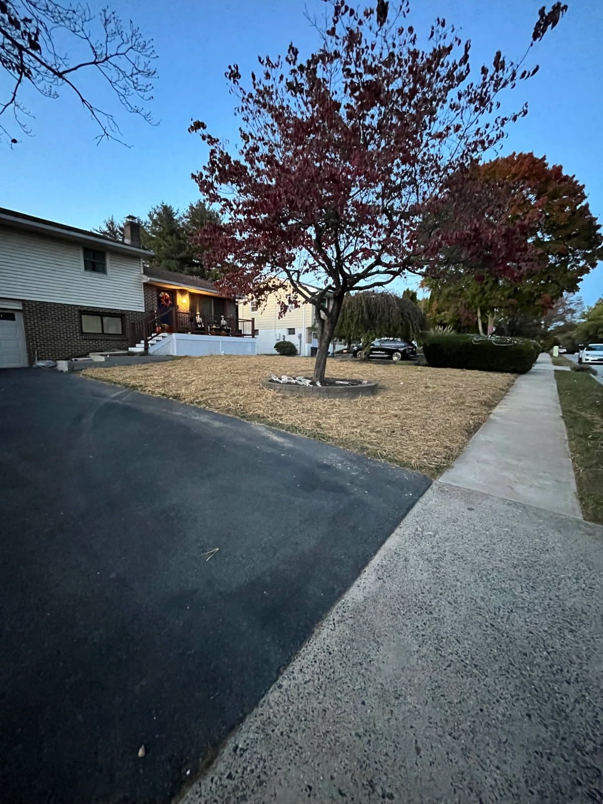 Gallery photos for Restored Yard with New Lawn and Charming Tree: Image #1