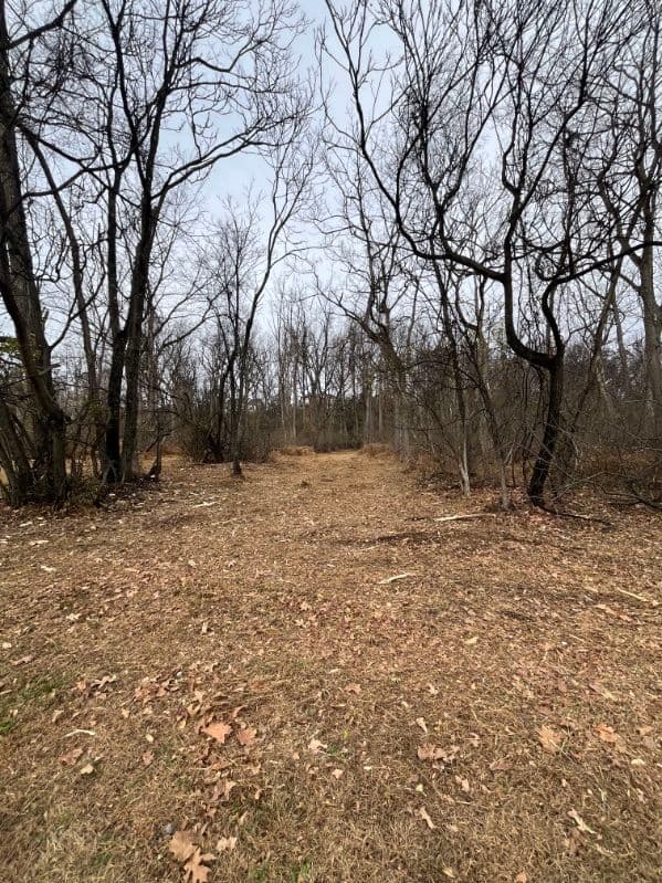 Project Clearing the Way with Expert Landscaping image