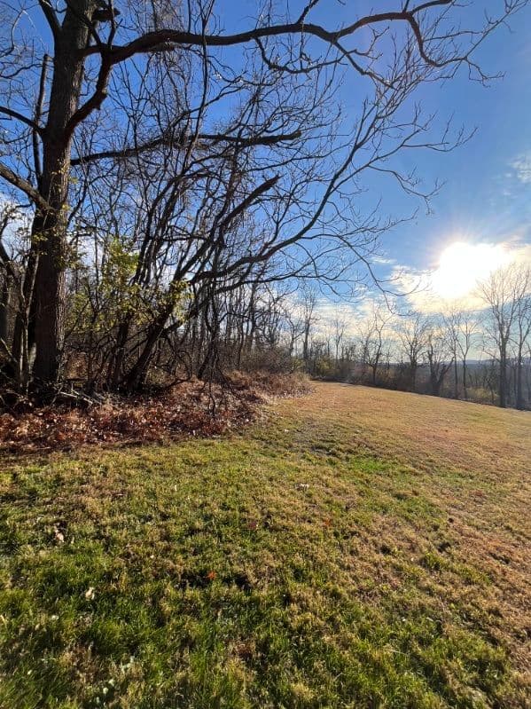 Gallery photos for Clearing the Way with Expert Landscaping: Image #2