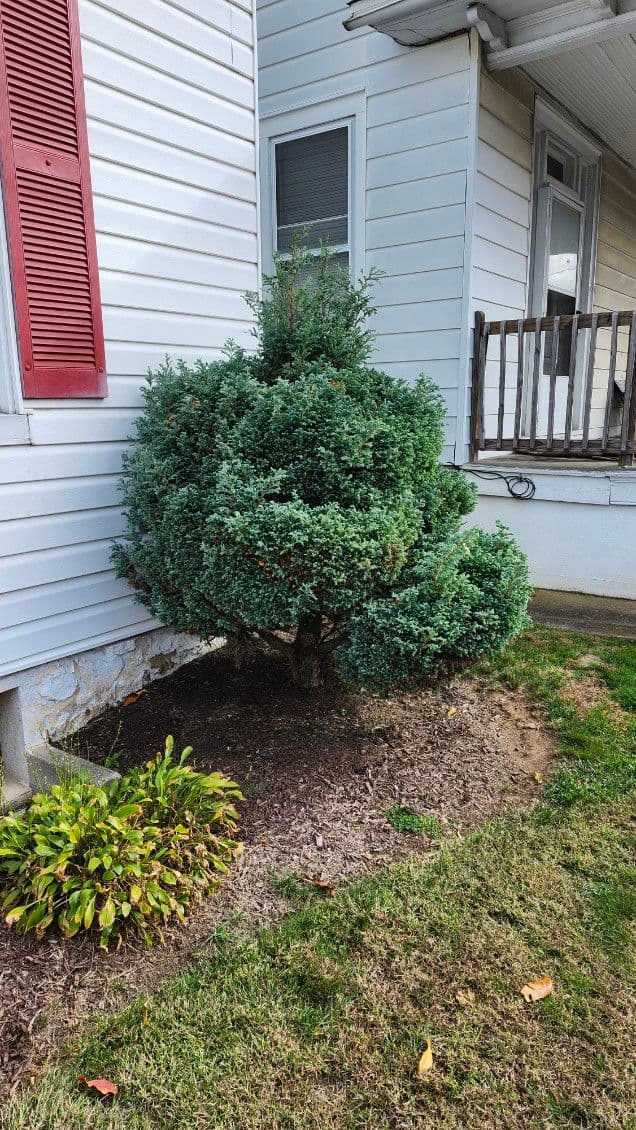 Gallery photos for Trimming Expertise Transforms Residential Landscape: Image #1